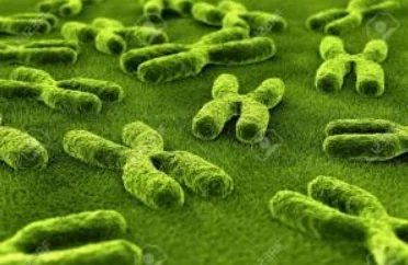 Genetic factors in male infertility